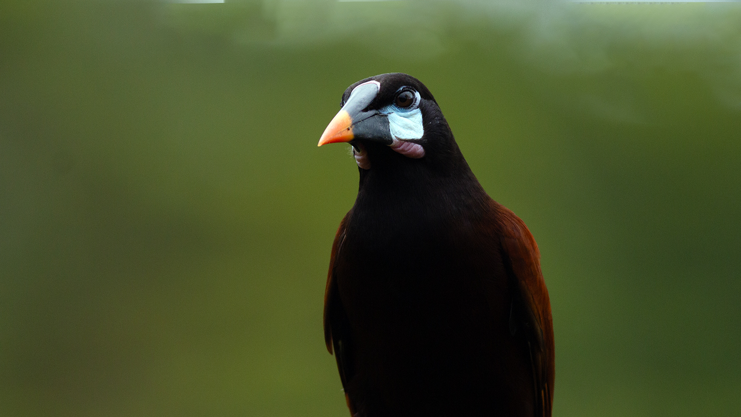 Montezuma Oropendola